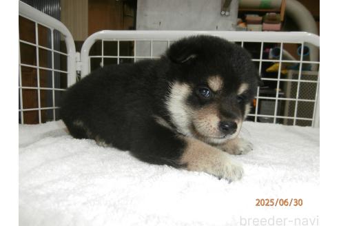 販売中の大阪府の柴犬-396763の2枚目
